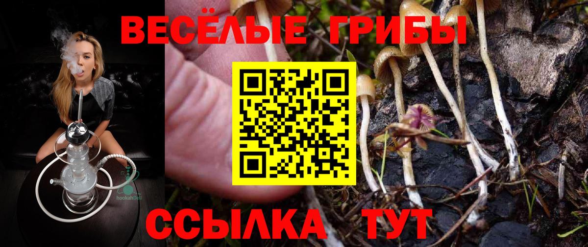 Псилоцибиновые грибы Psilocybine cubensis Сланцы